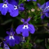 Lobelia 'Glow™ Blue Volt' – lobelia fioletowoniebieska
